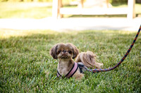 Dog Park 5