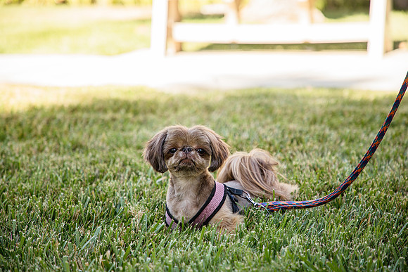 Dog Park 5