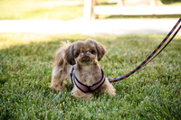 Dog Park 6