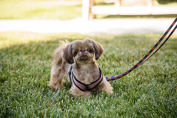 Dog Park 6