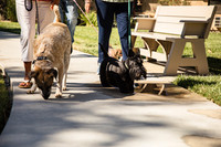 Dog Park 4