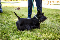 Dog Park 7