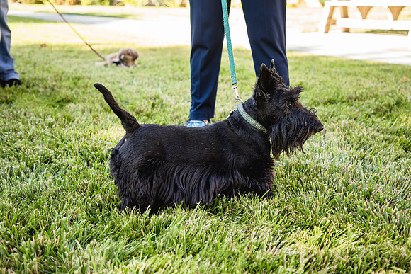 Dog Park 7