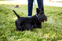 Dog Park 8