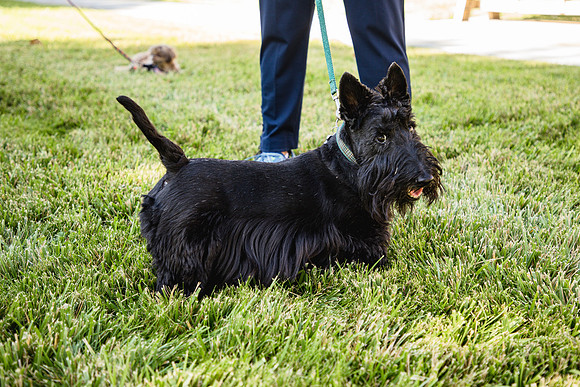 Dog Park 8
