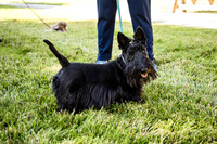 Dog Park 9