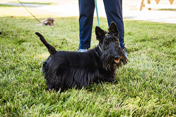 Dog Park 9