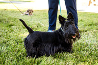 Dog Park 11