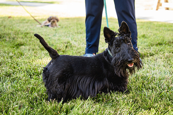 Dog Park 11
