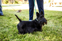 Dog Park 10