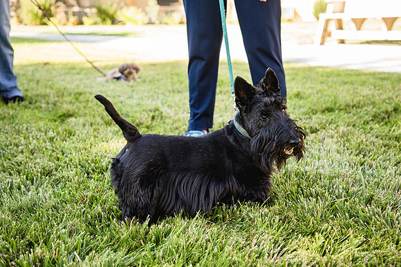 Dog Park 10