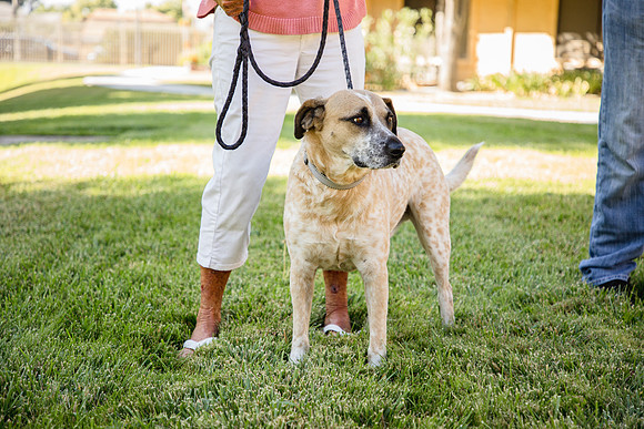 Dog Park 12