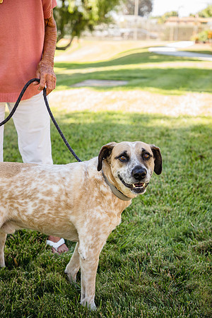 Dog Park 13