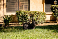 Dog Park 15