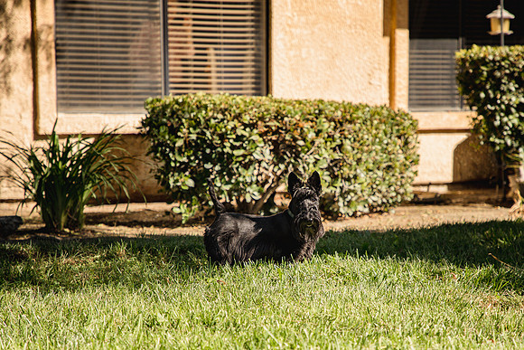 Dog Park 15