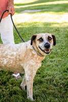 Dog Park 14