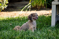 Dog Park 16
