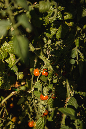 Garden 3