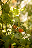 Garden 6
