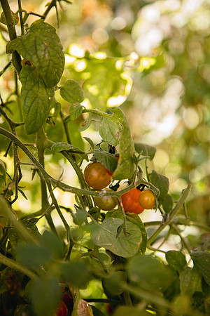 Garden 6