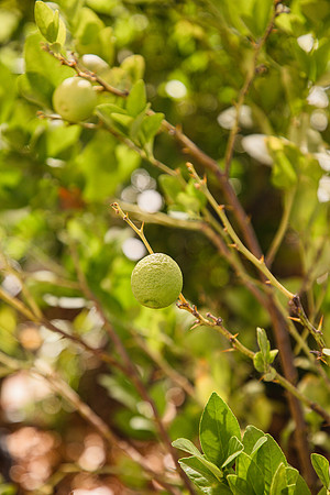 Garden 33