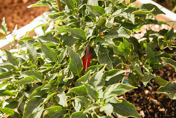 Garden 34