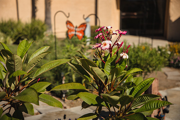 Garden 36