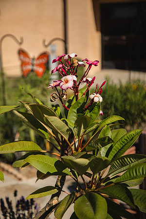 Garden 37