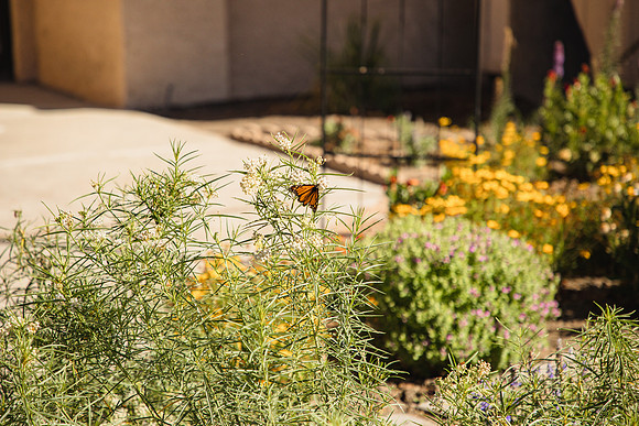 Garden 42