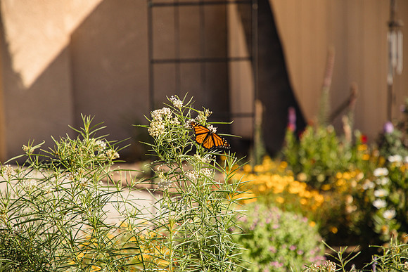 Garden 44